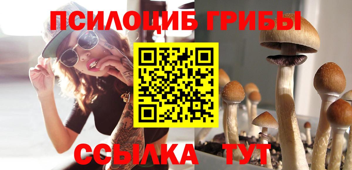 Тамбов  Галлюциногенные грибы прущие грибы  Вход с VPN  Псилоцибиновые грибы Psilocybe 
